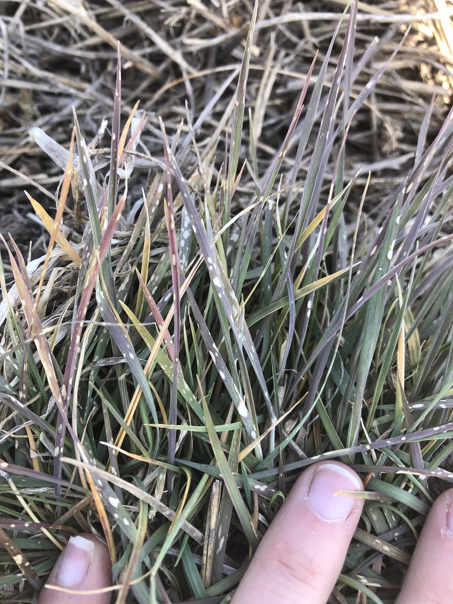 Kira Durston tweet media