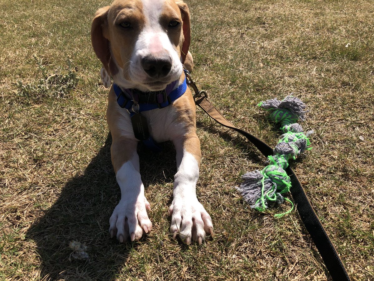 marlsburg's tweet photo. my organizing buddy and I are #OutdoorsToGoal today 🐶 @Organize2020FL https://t.co/MehOnb50Fz