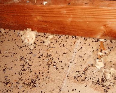 If you’re getting ready to clean out your shed, boat or garage this weekend, be aware of hantavirus risk. Learn more at saskatchewan.ca/residents/heal…