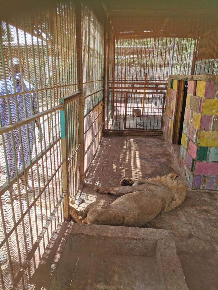 reasonablelady's tweet photo. It's so sad to lose one of the most gorgeous lions today in Sudan 
The lions has  continued to die in the Karushi zoo,  (Simon) has just died today in the Karushi zoo.
 RIP Simon https://t.co/omdRoTwfDv