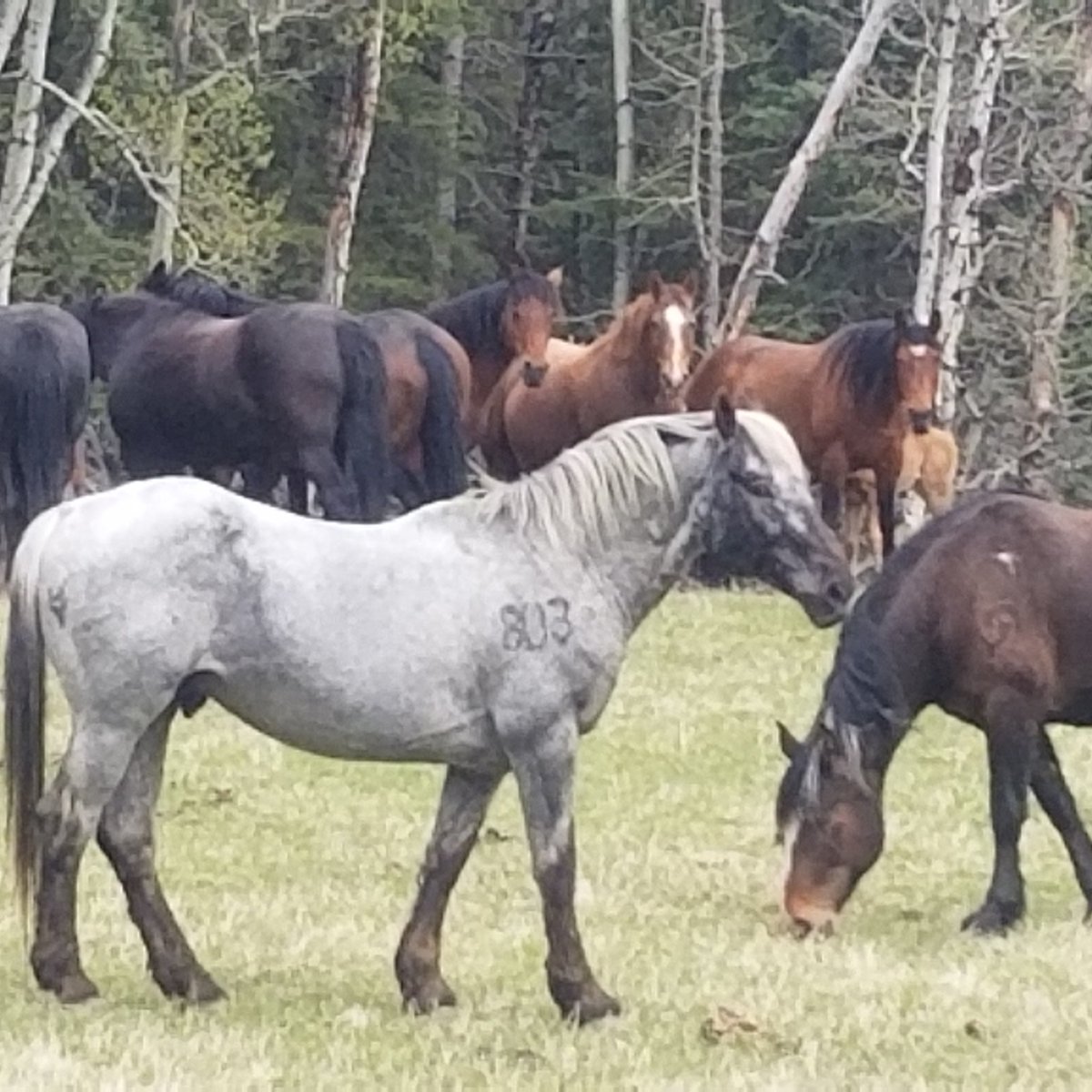 Spring Mountain out with the mares