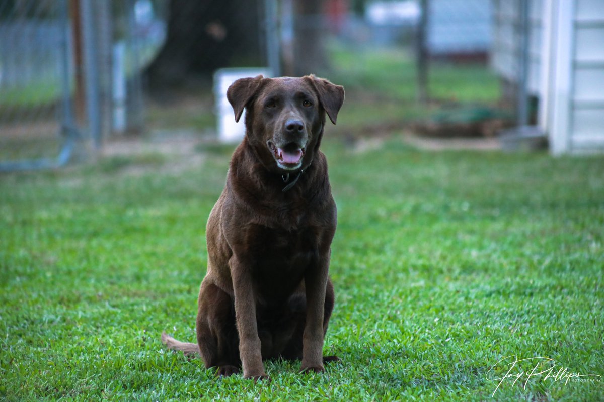 JaysPhotograph5's tweet photo. #animals #animalportrait #photography #photooftheday #lightroom #photographer #FolloMe https://t.co/nLppGl6LqE