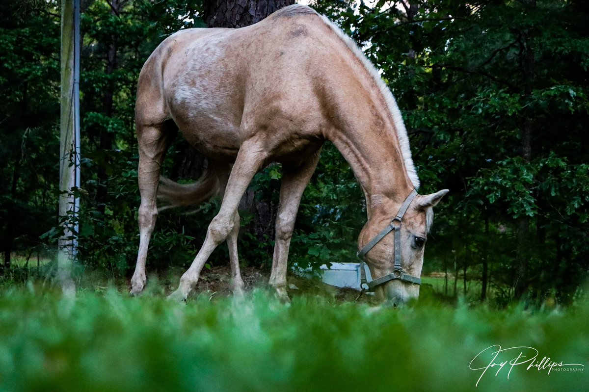 JaysPhotograph5's tweet photo. #animals #animalportrait #photography #photooftheday #lightroom #photographer #FolloMe https://t.co/nLppGl6LqE