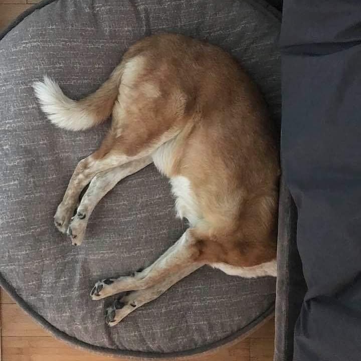 Our mascot Jefferson is not too worried about this pandemic and has been sleeping better than ever due to his unique style here. #jeffersonmascot #torontodogsofinstagram #mynextraceisbymyself #myisolationrun #COVID2019fundraiser #longweekend