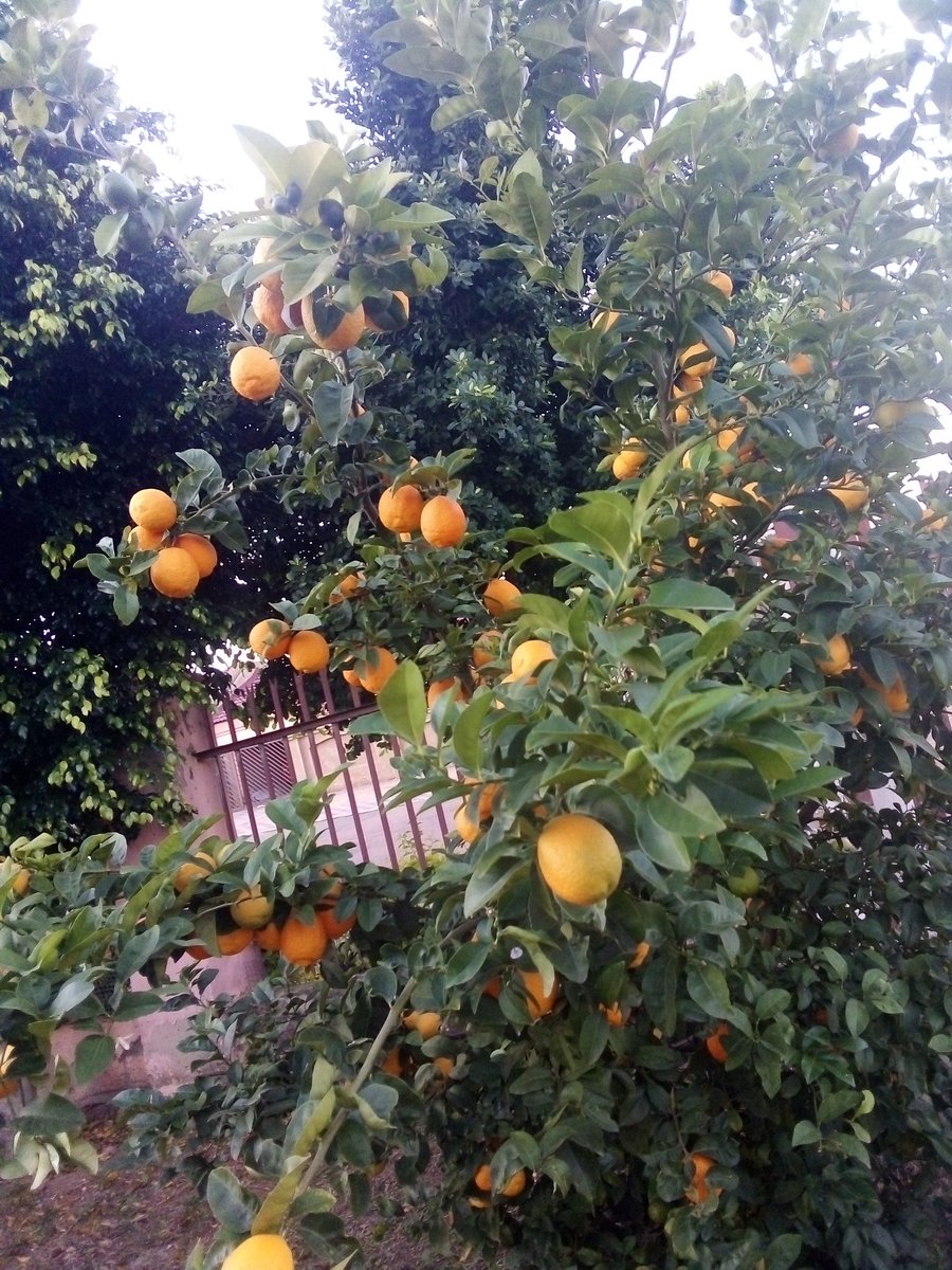 Taurus Zuckerberg 💎 tweet media