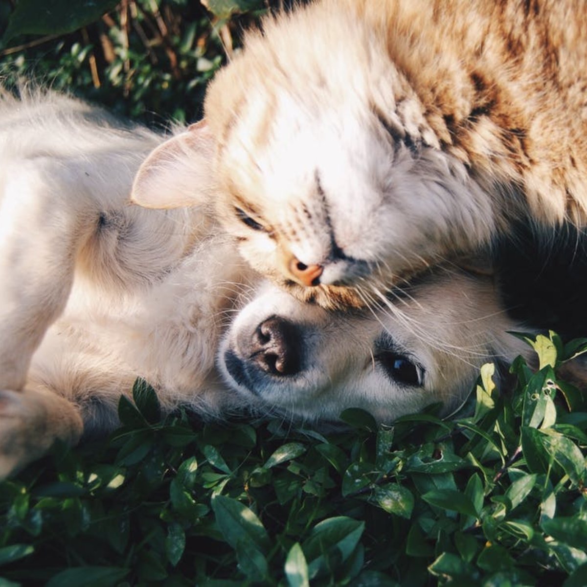 PalaceVet's tweet photo. This National Pet Month, we're reflecting on the benefits of having our furry friends. What's something your pet does that brings you joy? https://t.co/OgPV5d5PnR