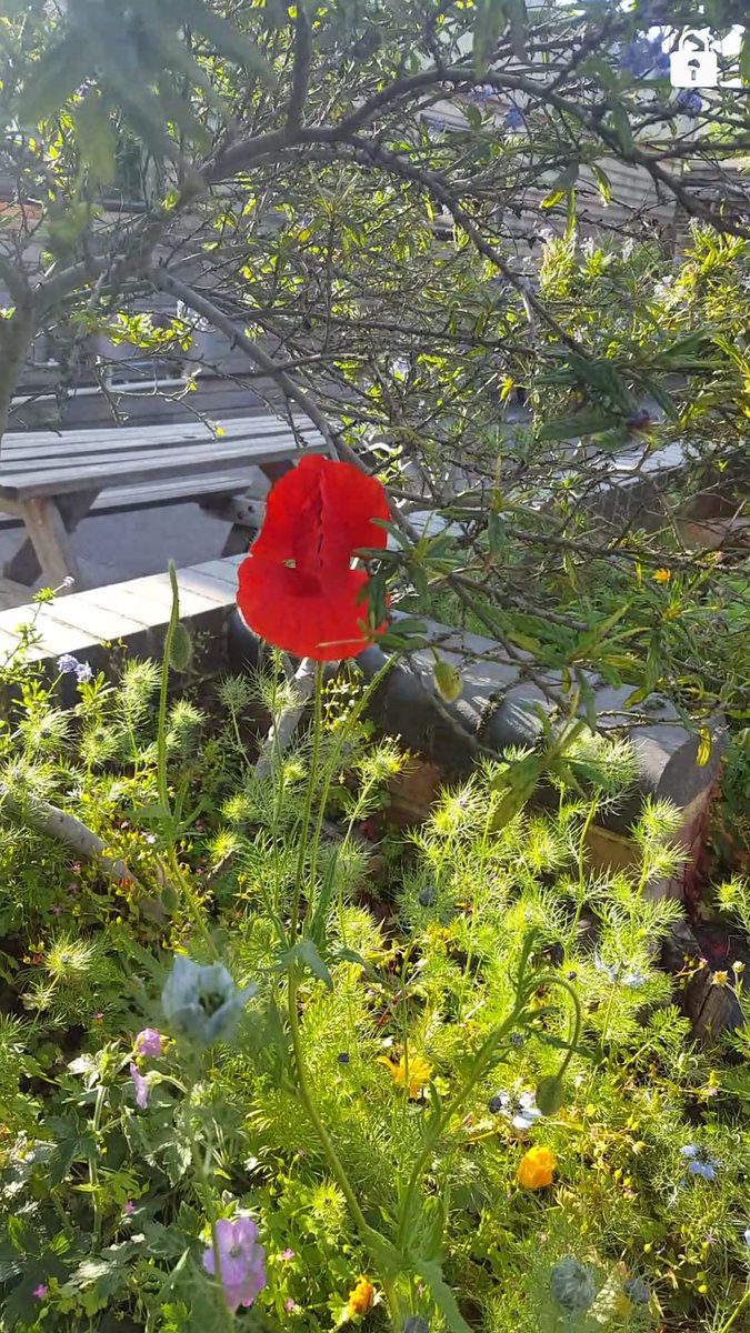 First poppy opening <a href="/KilmoriePrimary/">Kilmorie Primary</a> <a href="/KilmorieSchool/">KilmorieSchool</a> in the school gardens on a lovely May evening #kilmoriegardens