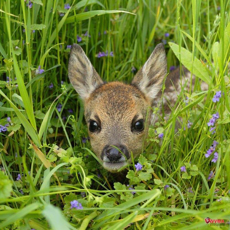 WVMA's tweet photo. Spring is full swing which means babies are here! Please remember that if you find a fawn by itself that it hasn't been abandoned by its mother, they're simply waiting for her to return. https://t.co/WgEL1Uc3LN