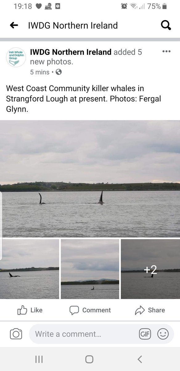 #talkdram <a href="/DunvilleWhiskey/">Dunville's Irish Whiskey</a> #dunvilleswhiskey @WatsonJarlath
Jeez, even the killer whales are heading up Strangford Lough to <a href="/Echlinville/">Echlinville</a> at the minute to join in the tasting! Maybe they got my invitation.  🤔