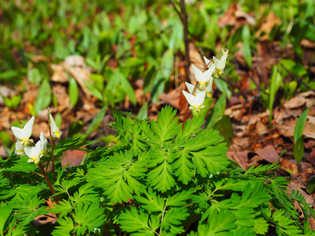 SleepingBearNPS's tweet photo. One of the most noticeable spring wildflowers is Dutchman's Breeches, named for its puffy pant-like appearance. 

The "pants" are formed by the petals. The odd shape is thought to help protect the encapsulated pollen from rain and wind damage. https://t.co/U0Px8gntLS