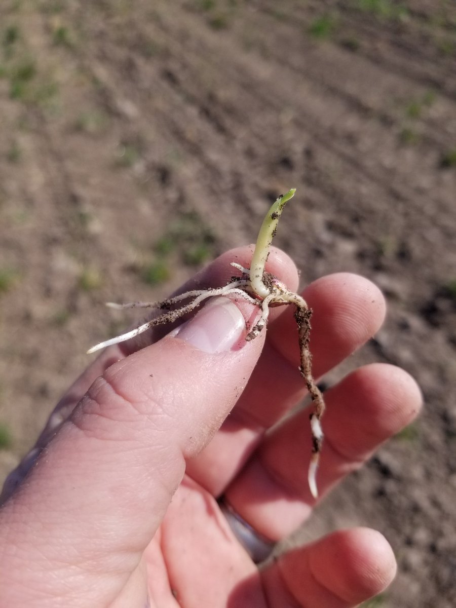 April 26th planted corn in Northeast Wisconsin getting ready to pop. #plant20 #corn