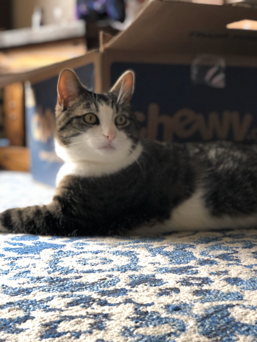 AshleePi's tweet photo. @Chewy if you are looking for cat models during this time, Pippin has you covered! He’s always looking for extra treats during this difficult time. #CatModel #AllTheTreats https://t.co/LU3LXpWs59