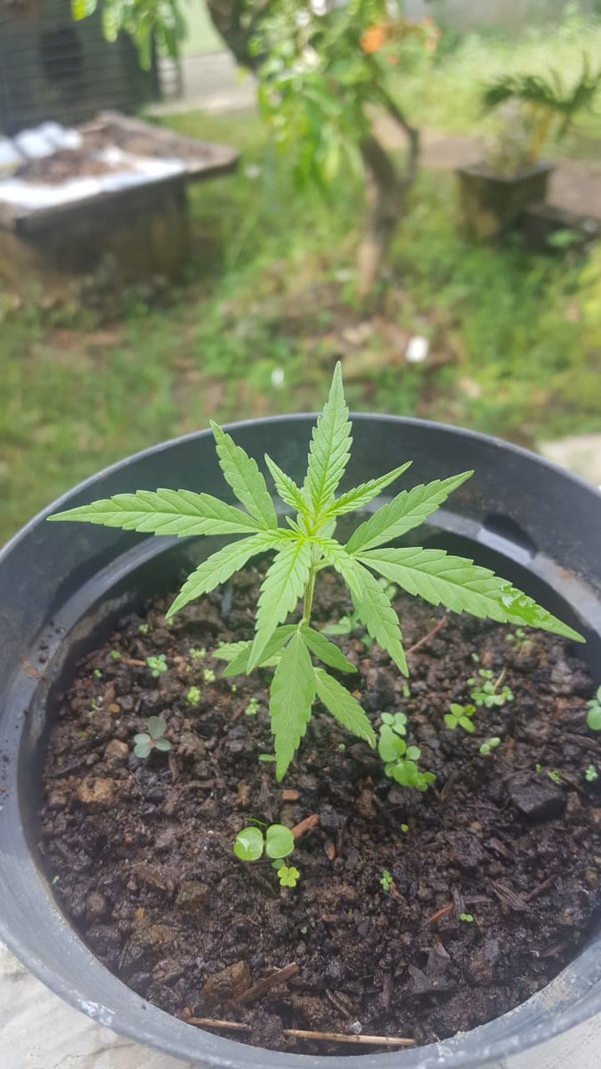 eddicted's tweet image. Sehat terus ya nak ☉