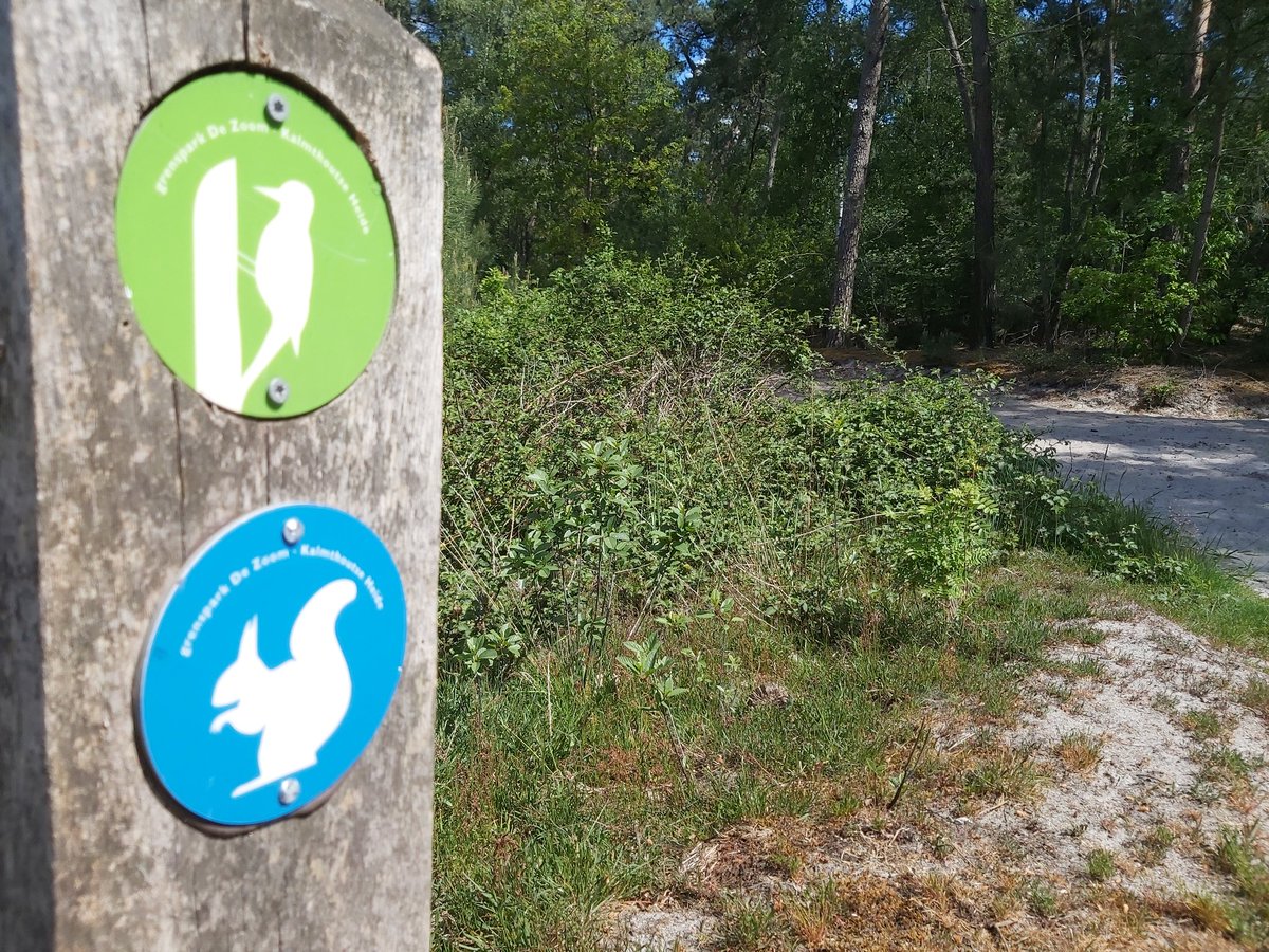 ChrisBrouwers1's tweet photo. Wat hebben een blauwe eekhoorn, een groene specht en een rood kasteel met elkaar gemeen? Ze zorgen voor #stilte en een prachtige wandeling. #Grenspark #KalmthoutseHeide #DeZoom #stiltegebied @janweverbergh https://t.co/IkKlXLZtgC