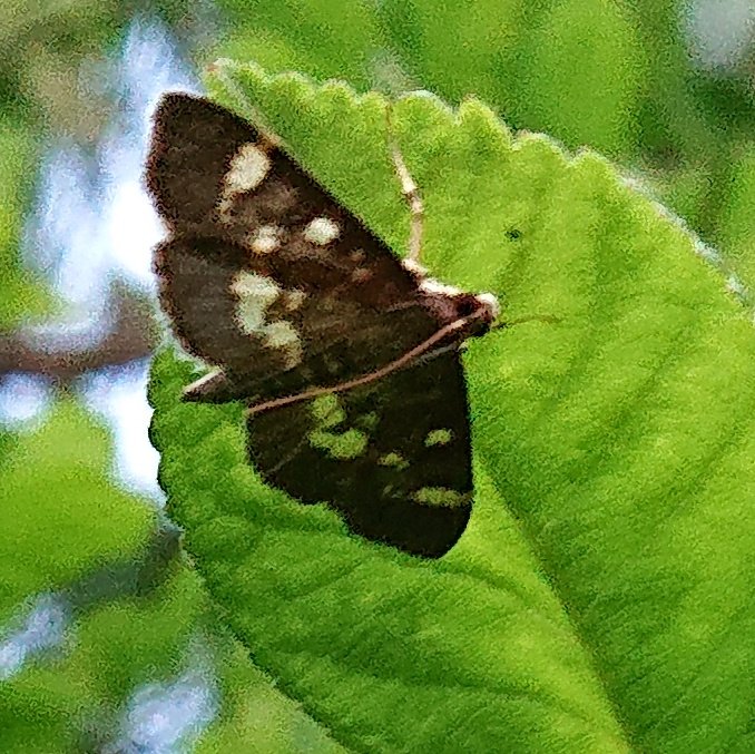 ノメイガ Twitter Search