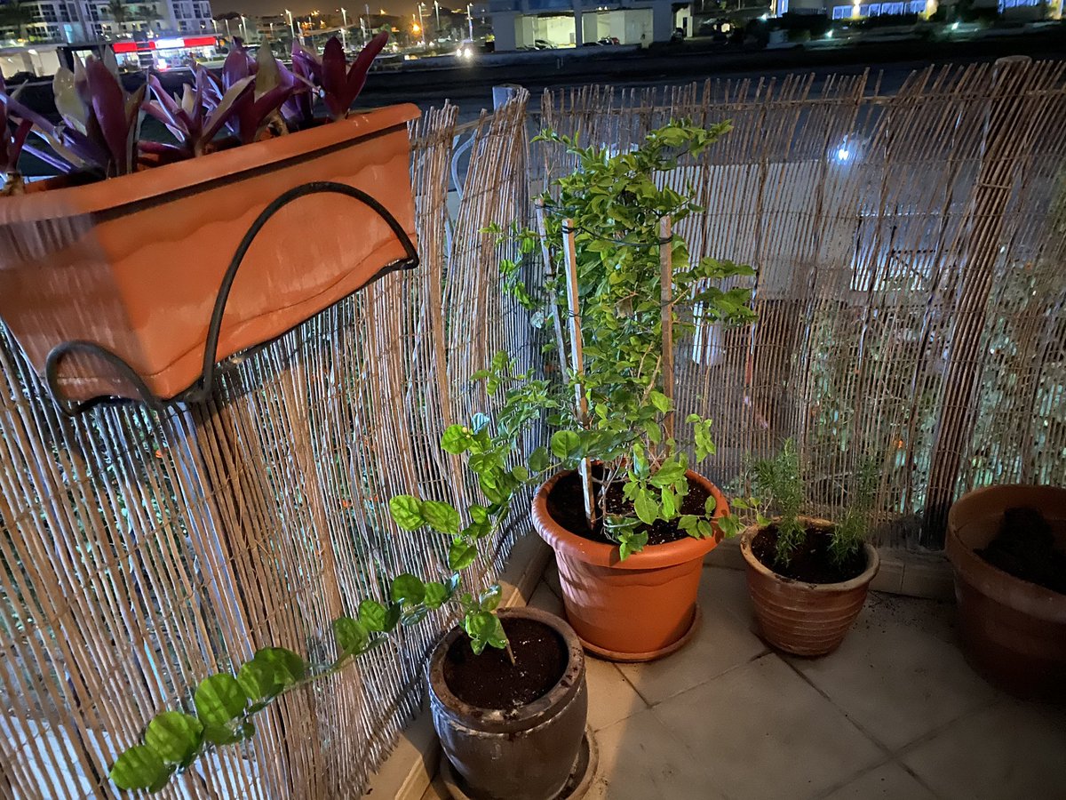 PhotoPJHarrison's tweet photo. My #balconygarden and seed trays. Proving once again that to #garden is the way forward in coping with #coronavirus #Isolation - excited about the rosemary I repotted https://t.co/0LaQOFTALv