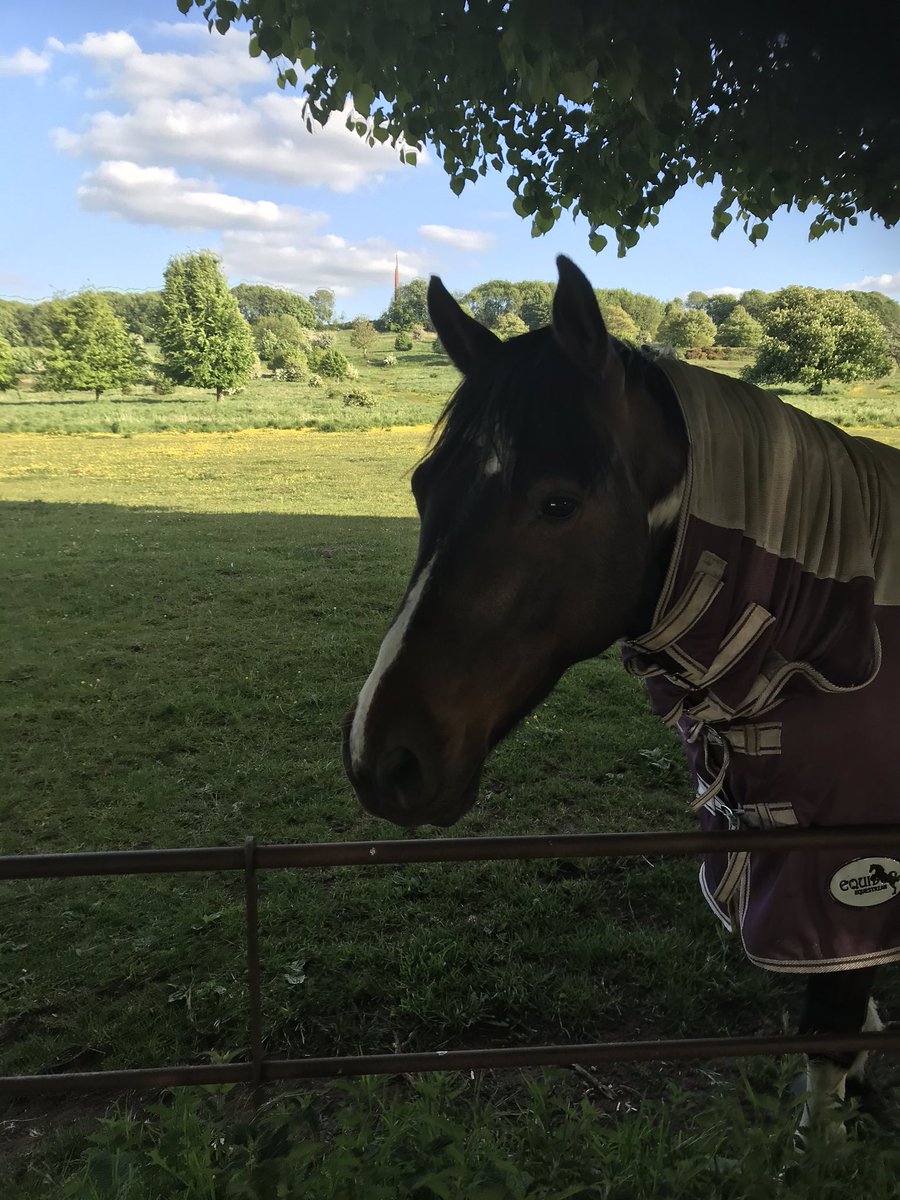 Made a new friend on today’s walkies.