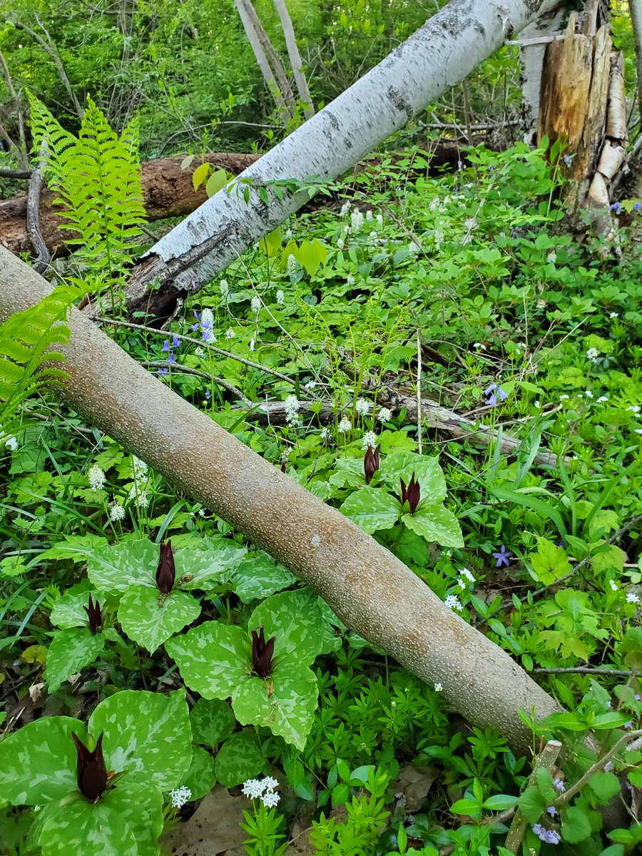 RockfallCT's tweet photo. Looking for an #OfftheBeatenPath nature walk and love flowers? Visit our blog to discover this trail managed by The Middlesex Land Trust. https://t.co/9pVAJ4fDtw #CTTrailsLessTraveled #hiking #flowers #landtrusts #nature https://t.co/mRl7r9mbOh