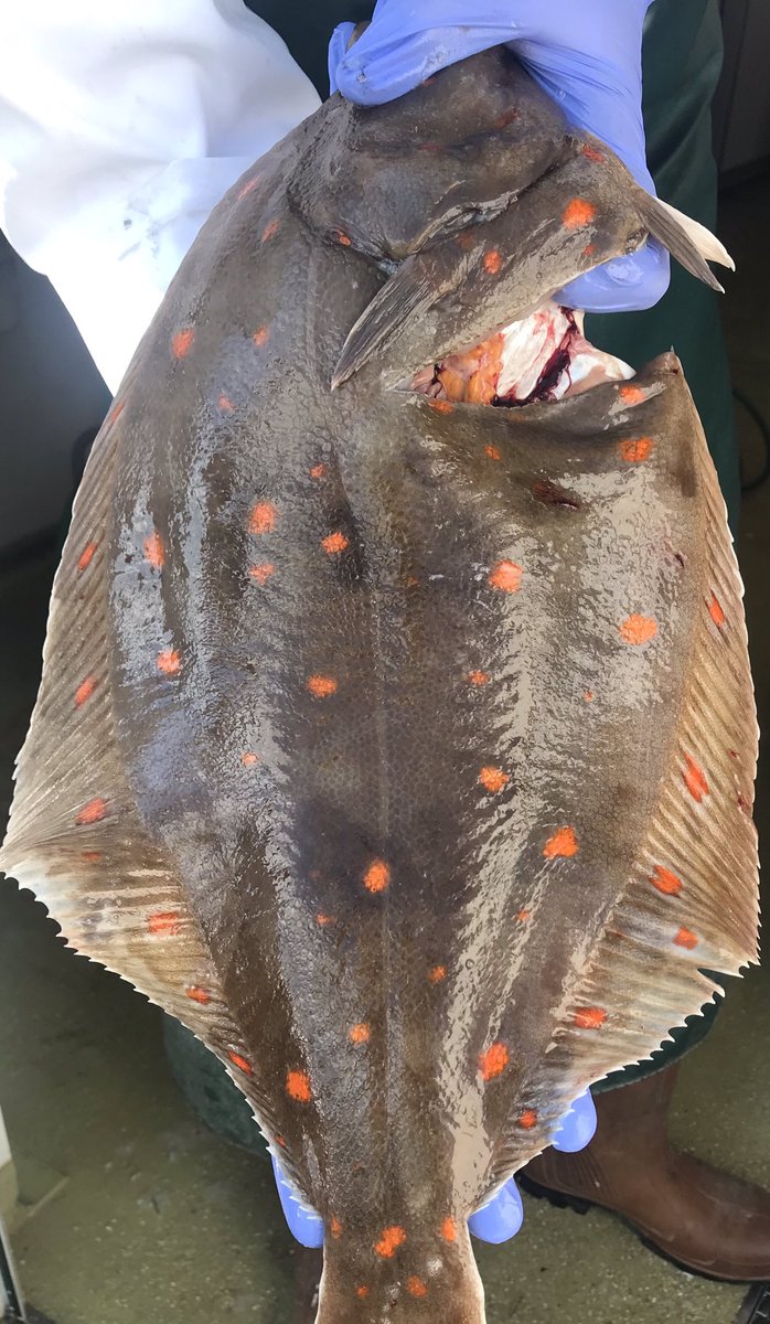 jsfreshfish's tweet photo. Fabulous Plaice just landed for our counter tomorrow. Open 9am until 4pm at Shamrock Quay #supportlocal #fishmonger https://t.co/31dbTCDnBv