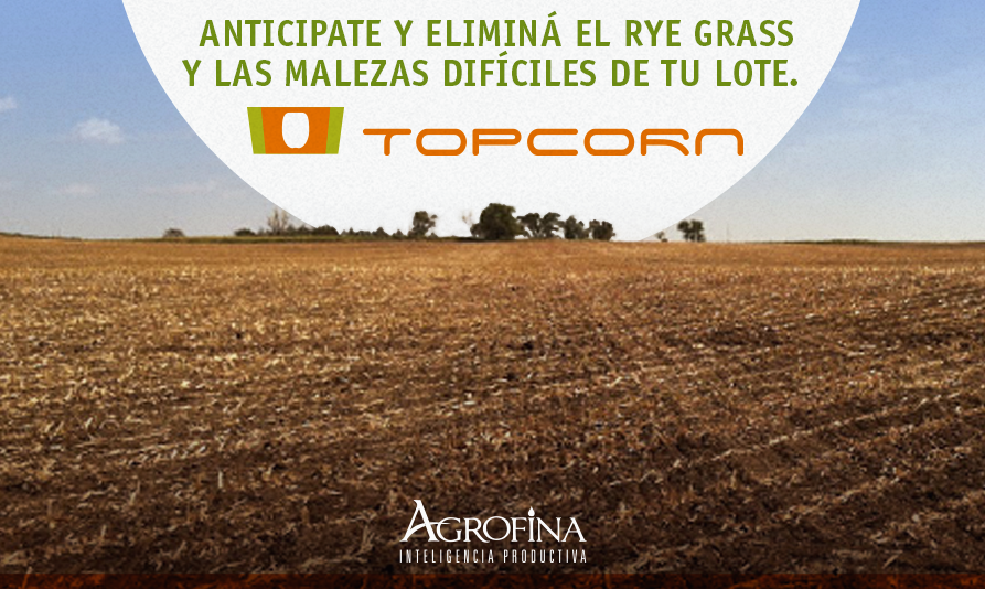 Agrofinatec's tweet photo. ➡ #TopCorn es el gran compañero de tu barbecho. Nuestro herbicida de acción residual con gran desempeño para barbechos largos en soja . ¡Cultivos al TOP del rendimiento! Hacenos tu consulta 👉https://t.co/fBxMCvwr5H https://t.co/iuoIM3YpwQ