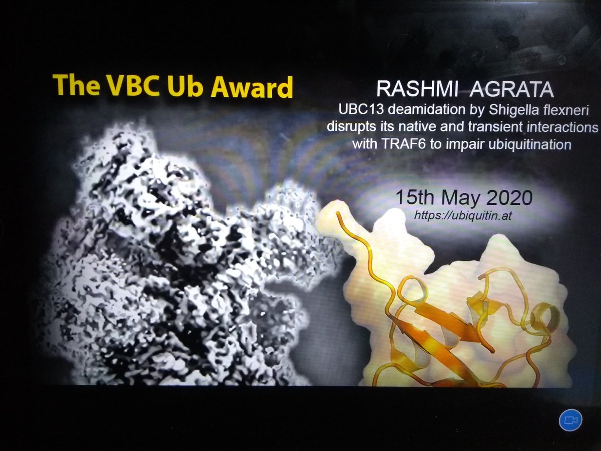 Thanks a lot <a href="/VBC_Ubiquitin/">Vienna Biocenter Ubiquitin Club</a> for the opportunity to talk!🤗
It was a fantastic organization for #ubfriends2020

I learnt a lot and made Ubiquitin friends!!