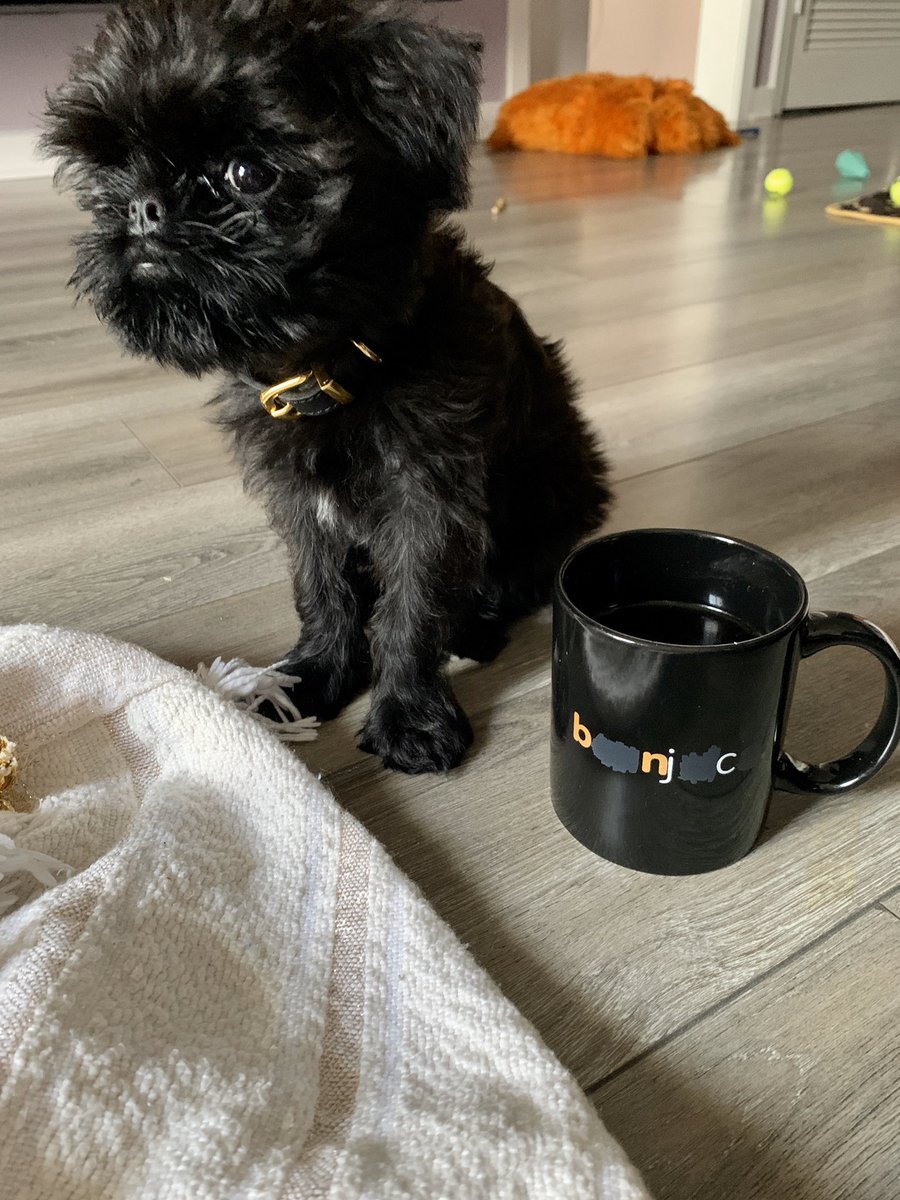 _BlaineW's tweet photo. Bean doing a good sit with beanjuice. @MBMBaM https://t.co/1fdidHDwUD