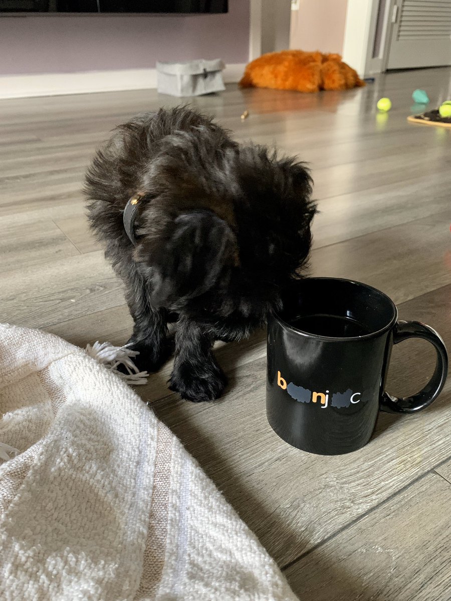 _BlaineW's tweet photo. Bean doing a good sit with beanjuice. @MBMBaM https://t.co/1fdidHDwUD