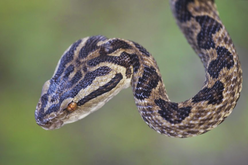 PNASNews's tweet image. Journal Club: Snake venom’s cocktail of toxins evolved in pulses over the last 60 million years. Whether these changes helped spur snake diversification is still an open question. ow.ly/A8CG50zHuBr #snakevenom #speciation #evolution