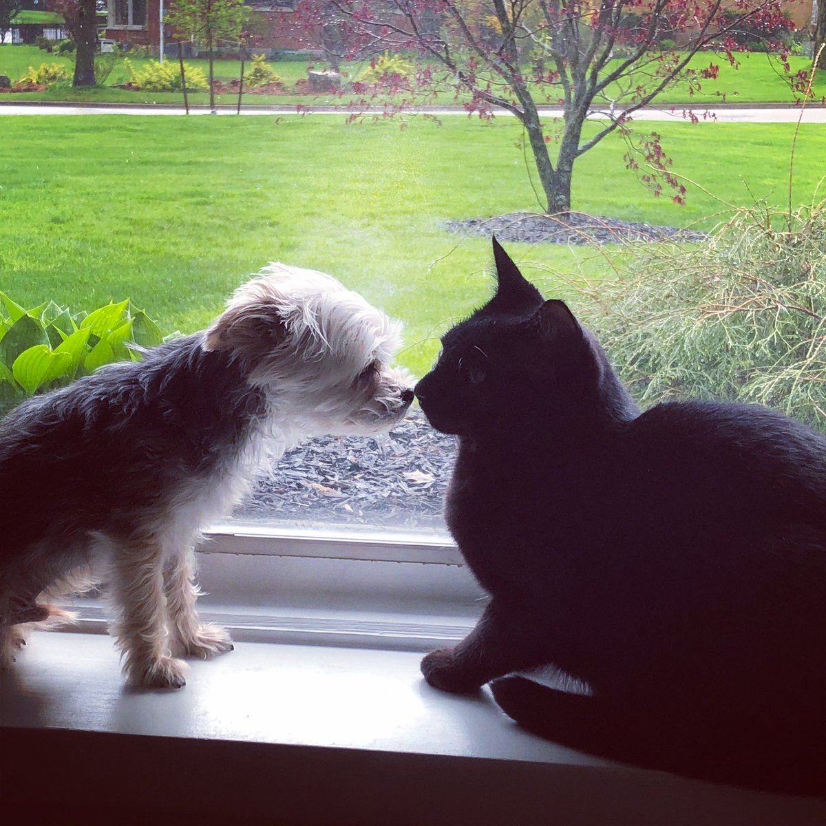 baggaleydesign's tweet photo. Spring fever. 
#puppylove #furbabies https://t.co/gi0LSc0JFL