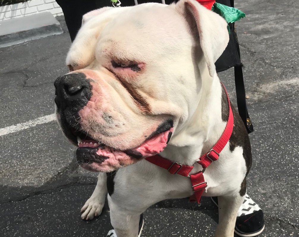 dog_rates's tweet photo. This is Cooper. He has entropion, a condition in which the eyelid folds inward, causing discomfort. He was recently abandoned and both his eyes have gotten so bad he’s forced to keep them closed. You can help Cooper get the surgery he needs below. 13/10

https://t.co/mST41KQ8ml https://t.co/1jjVXaDfp9