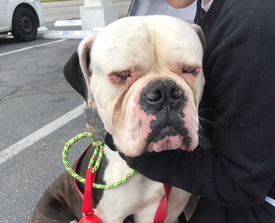 dog_rates's tweet photo. This is Cooper. He has entropion, a condition in which the eyelid folds inward, causing discomfort. He was recently abandoned and both his eyes have gotten so bad he’s forced to keep them closed. You can help Cooper get the surgery he needs below. 13/10

https://t.co/mST41KQ8ml https://t.co/1jjVXaDfp9