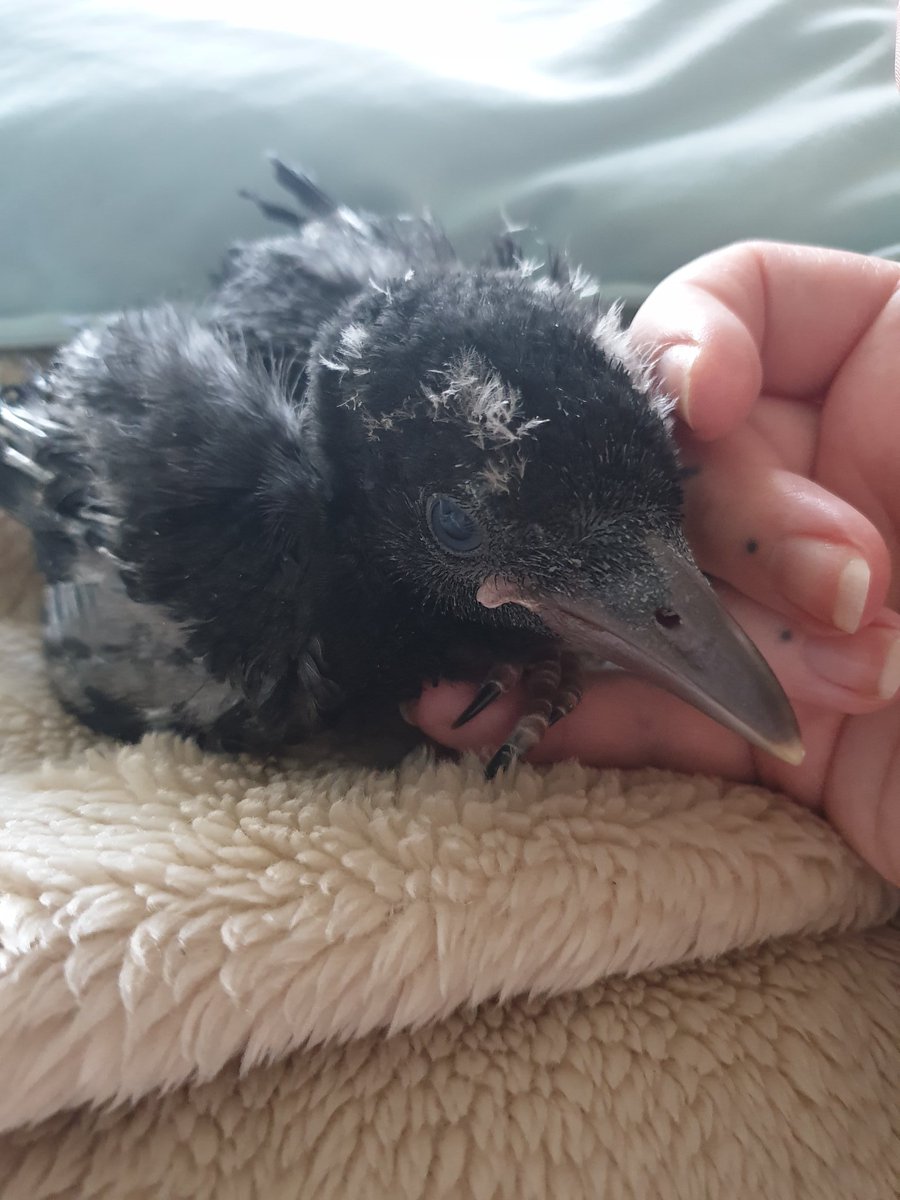 Morrigan_Wolfe's tweet image. Billy-Bob is doing fantastically well 💜💚💙

#corvid #disabled #corvidsoftwitter #wildlife #wildliferescue #wildbirds #crow #crowsoftwitter