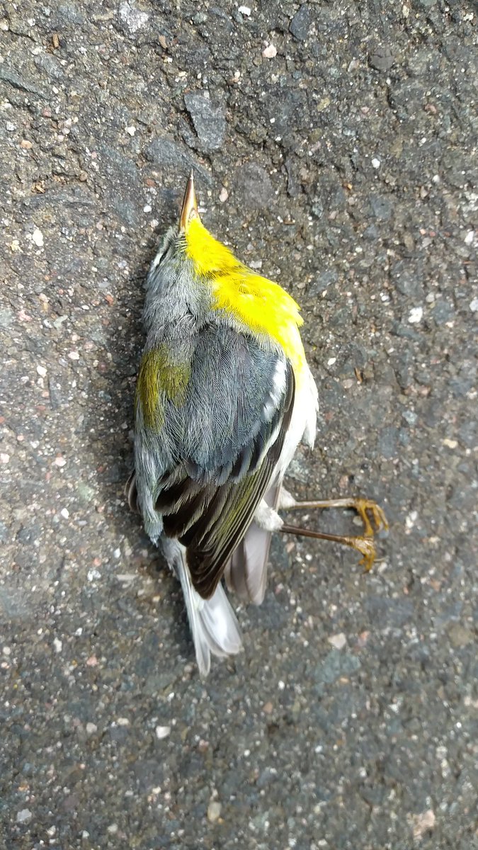 From just the last 2 days <a href="/YaleSOM/">Yale School of Management</a> building: 
10 warblers
1 catbird