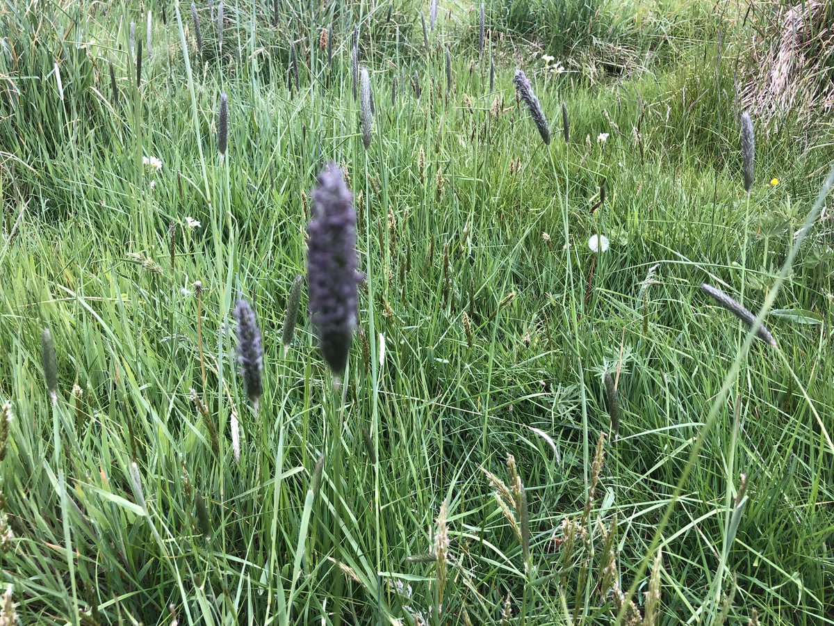 Lettiemccarthy's tweet photo. So many beautiful colours in a meadow #somanycolours #meadow #grass #bluegrass #appreciatenature @Stepaside_Dub https://t.co/TuOnuqcBEh
