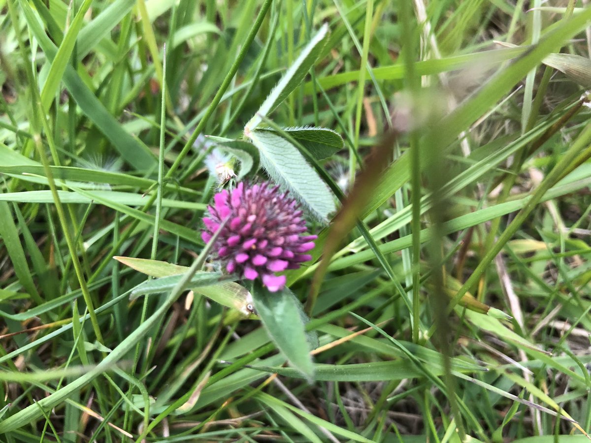 Lettiemccarthy's tweet photo. So many beautiful colours in a meadow #somanycolours #meadow #grass #bluegrass #appreciatenature @Stepaside_Dub https://t.co/TuOnuqcBEh
