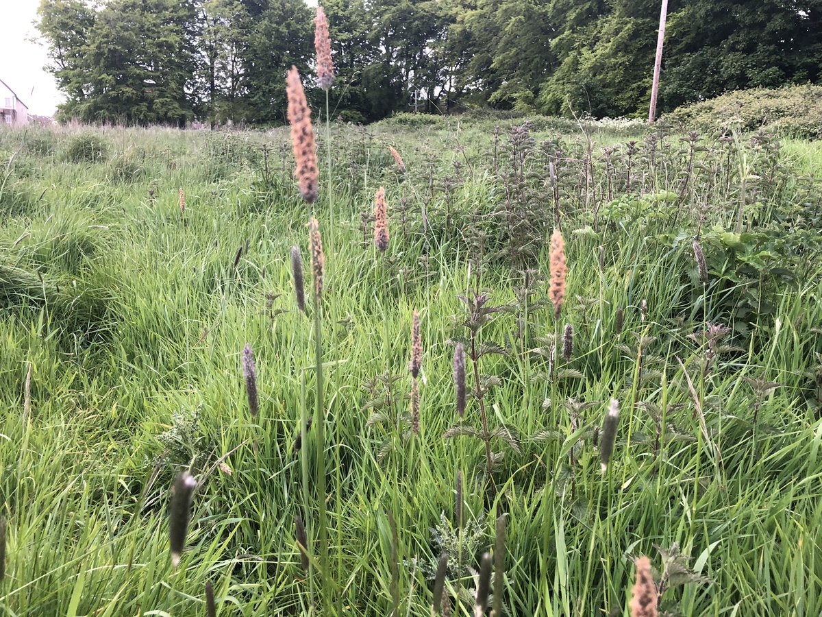 Lettiemccarthy's tweet photo. So many beautiful colours in a meadow #somanycolours #meadow #grass #bluegrass #appreciatenature @Stepaside_Dub https://t.co/TuOnuqcBEh