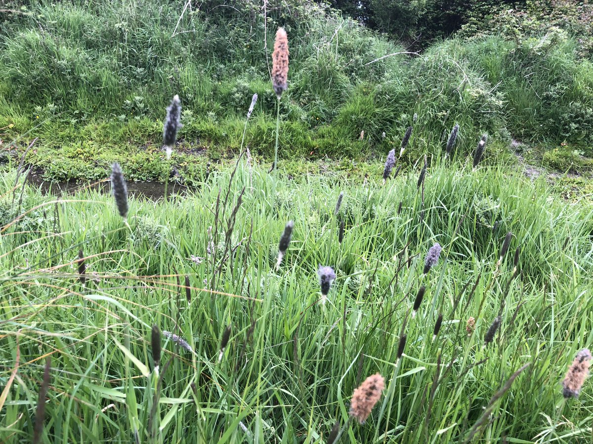 Lettiemccarthy's tweet photo. So many beautiful colours in a meadow #somanycolours #meadow #grass #bluegrass #appreciatenature @Stepaside_Dub https://t.co/TuOnuqcBEh