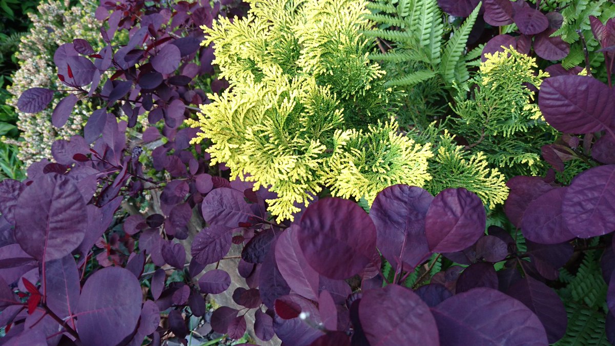 SteveMulville's tweet photo. Caught my eye this on the final lap ..Beautiful colours..
#lovesomeoneelsesgarden
#nature
#Spring
#mindfulness
#exercisehour
#Covidtimes https://t.co/g26Ojsy7zd