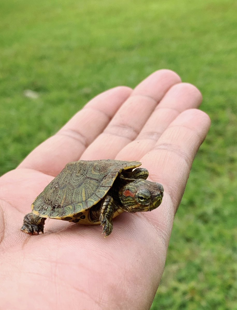 Latest find on our quarantine nature walk: this little guy on the street! Cecelia was fascinated!*relocated to neighborhood pond