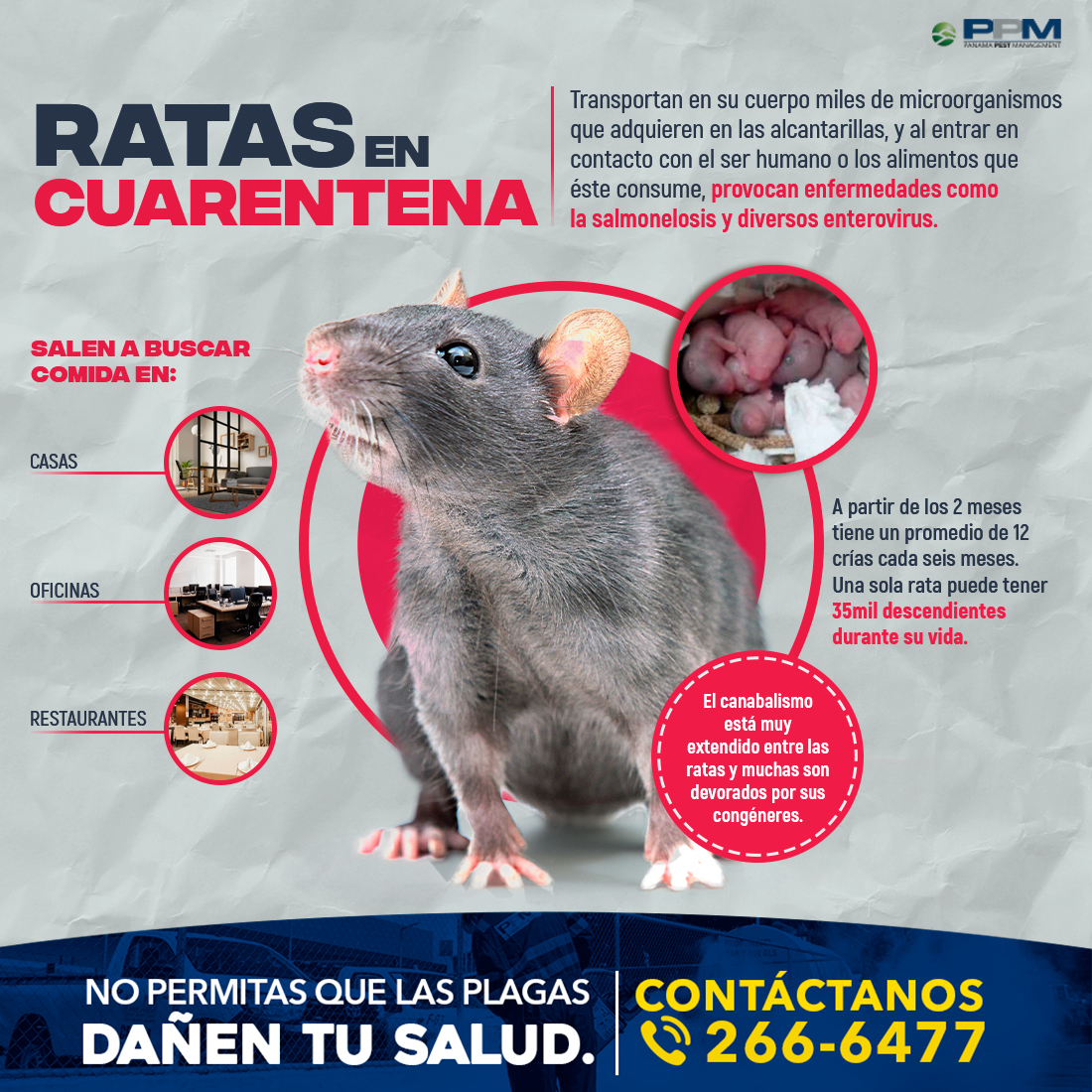 consenso fecha límite administración Somos EMG on Twitter: "Las ratas son animales con una gran capacidad de  reproducción, por lo tanto, es común que proliferen con facilidad en los  lugares donde se establecen. En #PPM te