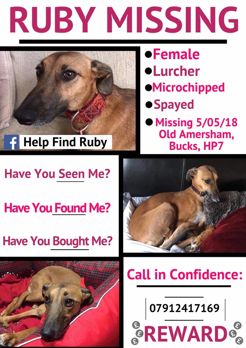 colliesontherun's tweet image. #RubyFriday 
#Longtimemissing 
🩸🩸🩸🩸🩸RUBY🩸🩸🩸🩸🩸
Female / #Lurcher chipped&amp;amp;spayed 
5/5/18 TWO YEARS OF WORRY &amp;amp; STRESS why.......
BRING HER HOME....NO QUESTIONS 
PLS #REWARD 💰💰
facebook.com/groups/2463160…
@AnneGreen2909 @alid2912 @bs2510 @MolliePug @sharonwrdl @ChrstinaKelly