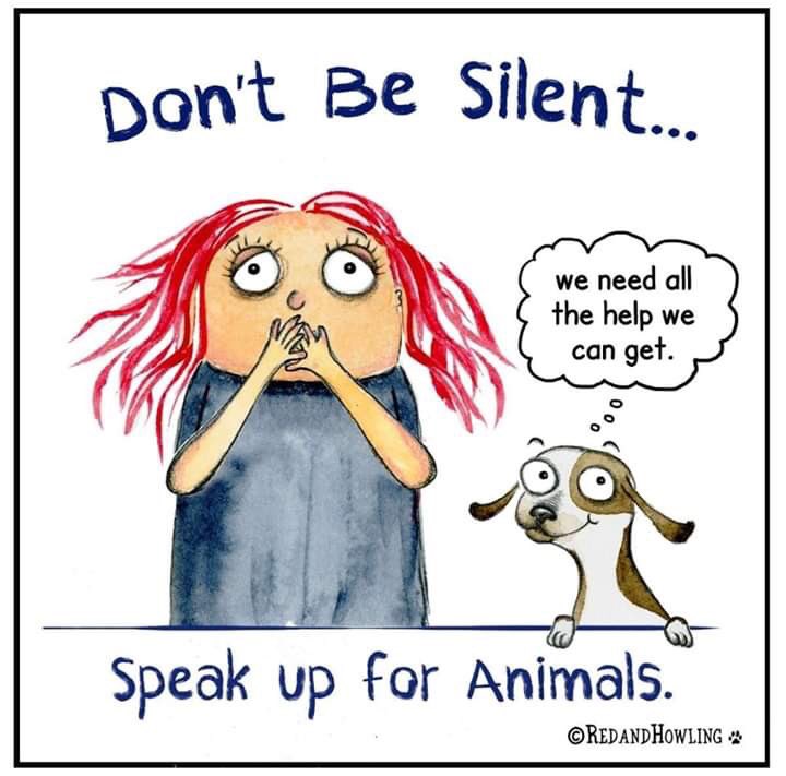 colliesontherun's tweet image. #RubyFriday 
#Longtimemissing 
🩸🩸🩸🩸🩸RUBY🩸🩸🩸🩸🩸
Female / #Lurcher chipped&amp;amp;spayed 
5/5/18 TWO YEARS OF WORRY &amp;amp; STRESS why.......
BRING HER HOME....NO QUESTIONS 
PLS #REWARD 💰💰
facebook.com/groups/2463160…
@AnneGreen2909 @alid2912 @bs2510 @MolliePug @sharonwrdl @ChrstinaKelly