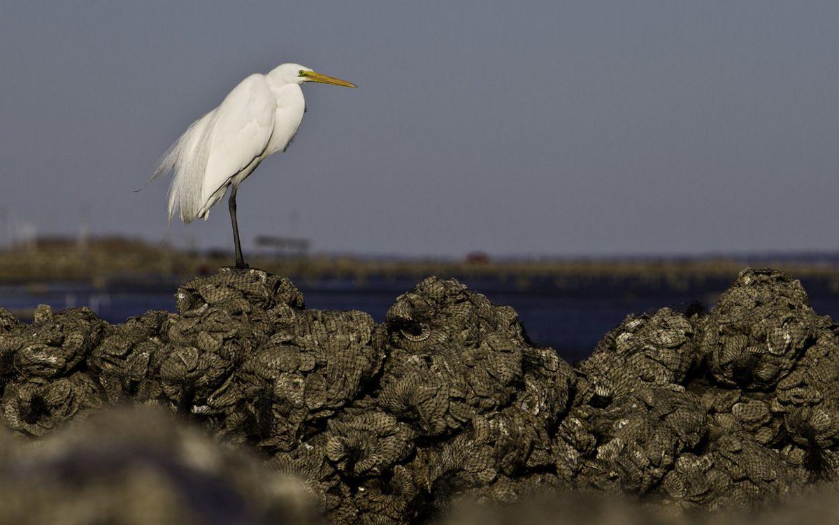 nature_ny's tweet image. Want to learn more about how #NatureConnects our natural world to help prepare for climate change? Check out these @TNCNatureLab lessons like "How Dirt Works,” “How Natural Areas Filter Water,” “Understanding Climate Change," and other resources: nature.ly/2Z9eJim