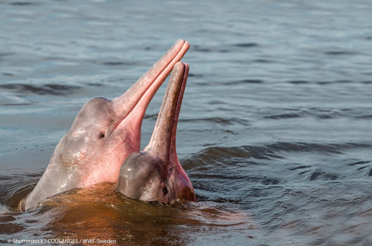 #DíaDeLasEspeciesEnPeligro I Hoy recordemos al delfín rosado, que se encuentra en la categoría “En Peligro”, según la lista roja de la IUCN. Al protegerlos, aseguramos la salud y conectividad de los ríos de la Amazonía.

La salud del planeta es la salud de todos. #AmoElRíoVivo