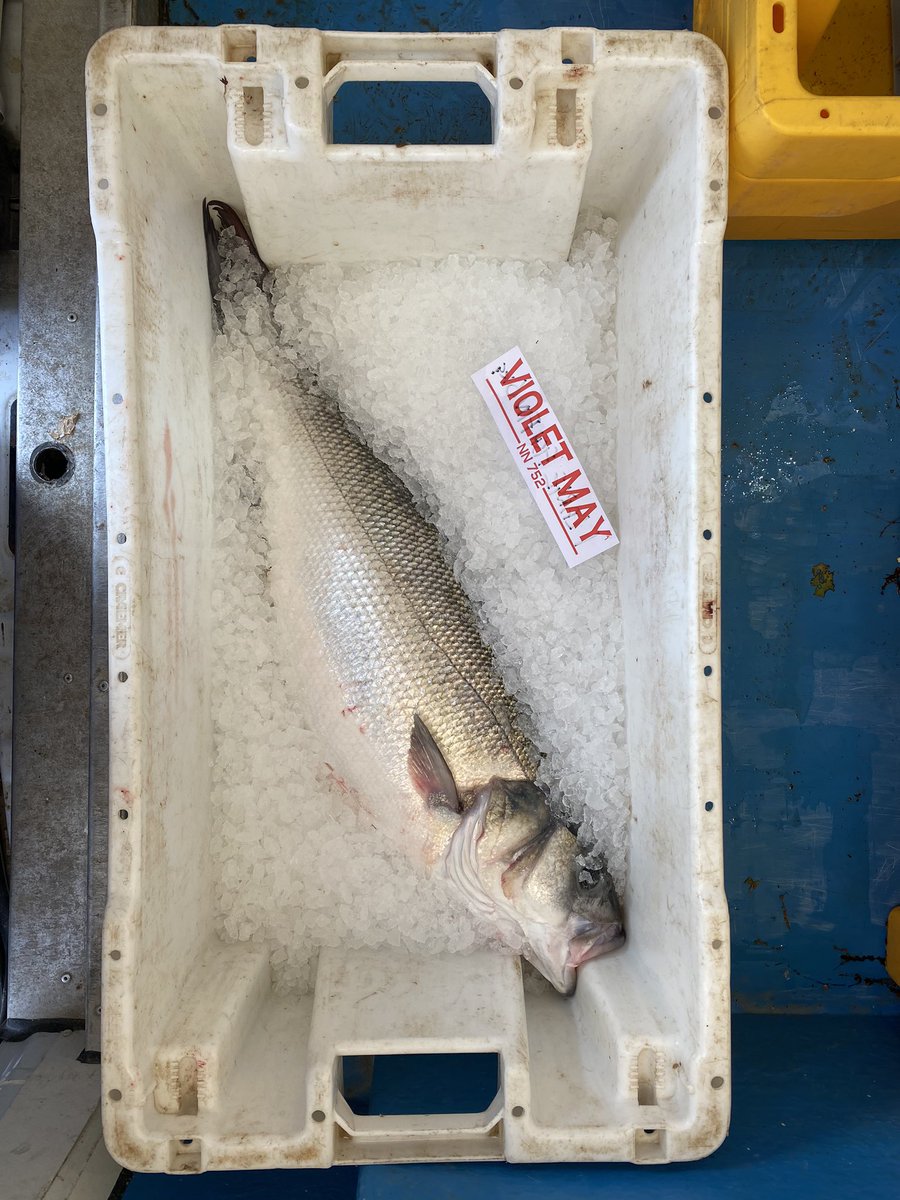 PassionSeafood's tweet photo. And so begins another night/day of delivering immaculate fish and shellfish to the fishmongers’ slabs and counters of London #Shore2Shop Just-landed wild Suffolk #bass and Amble #lobsters ultimate quality, integrity, provenance and with top banter 👌🏼😎🐟🦞 https://t.co/n7yRZOcVuw