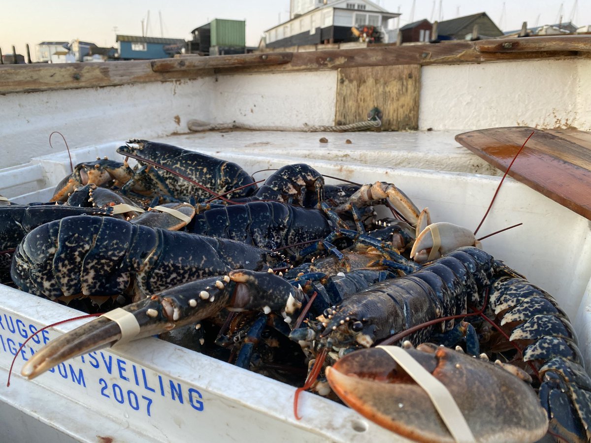 PassionSeafood's tweet photo. And so begins another night/day of delivering immaculate fish and shellfish to the fishmongers’ slabs and counters of London #Shore2Shop Just-landed wild Suffolk #bass and Amble #lobsters ultimate quality, integrity, provenance and with top banter 👌🏼😎🐟🦞 https://t.co/n7yRZOcVuw