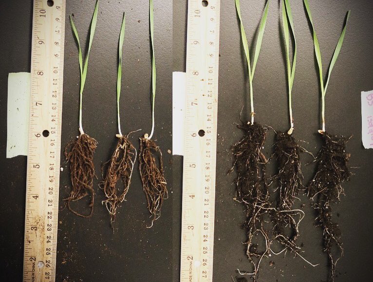 IzquierdoLab's tweet photo. 40 rhizosphere isolates, 90 DNA extractions, 20 journal club papers, 1 @rstudio party, 120 greenhouse experiments. So proud of my #BIO132 students (Environmental Microbiology) who worked so hard this semester! A big thank you to our TA @briannabosss #hofstrabiology #hofstrastrong https://t.co/1ako2NC2bq