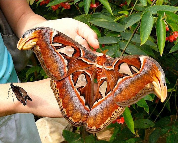 6. Attacus Atlas est un papillon de nuit originaire d'Inde. Il fait partie des plus grands papillons du monde, mesure jusqu'à 30cm, sa chenille jusqu'à 11,5cm. Il est également appelé papillon cobra : on peut imaginer une tête de serpent en regardant l'extrémité de ses ailes.