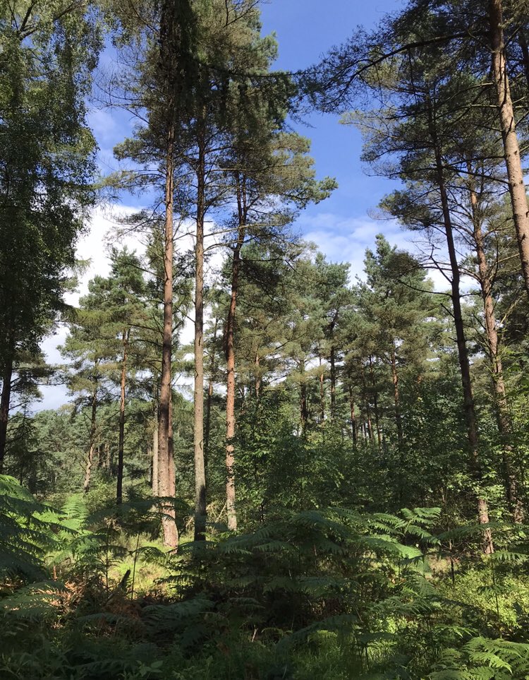 mum_pumpkin's tweet photo. Week 65 #YouthStrike4Climate Week 10 #ClimateStrikeOnline #digitalstrikescotland π΄σ §σ ’σ ³σ £σ ΄σ Ώ Destruction of forests=destruction of life #SaveOurForests π³#SaveCongoRainforest #NoForestNoFuture #biodiversityπ#AnotherWorldispossible @Fridays4future @parents_4future @savecalaiswild1 https://t.co/5NSRiXHVj6