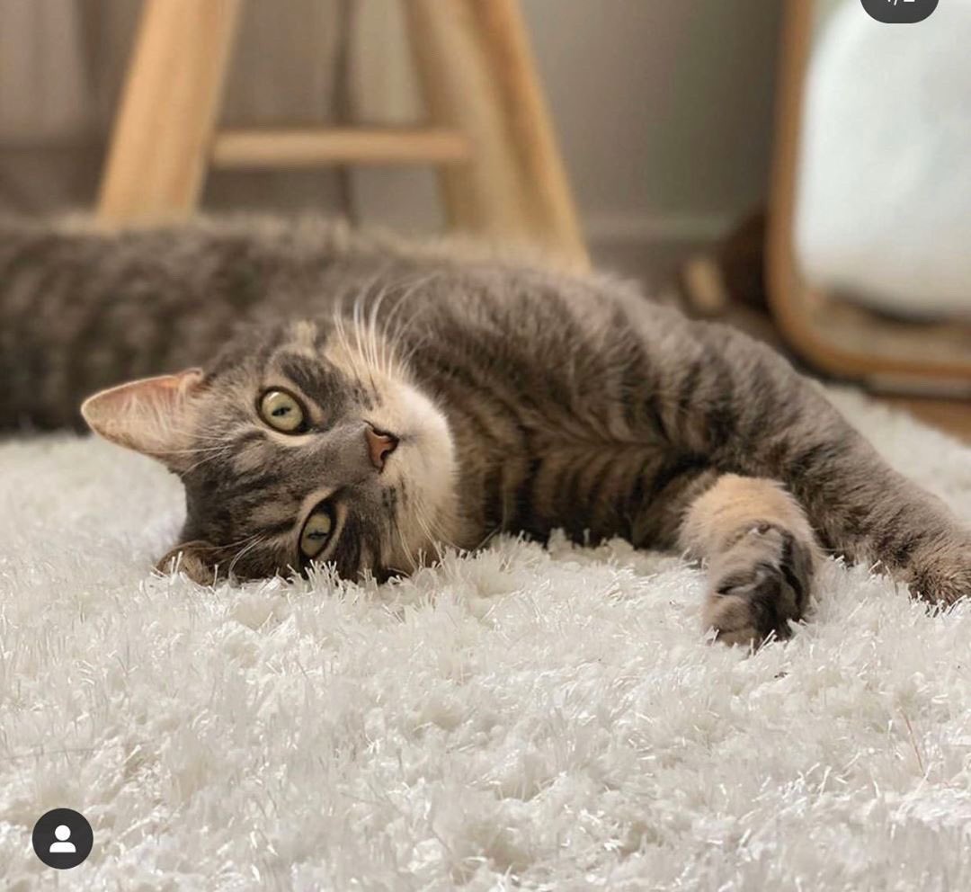 _ftgposey's tweet photo. Hello Twitter,
J’ai vu que Twitter fait des miracles alors je viens vers toi. Une amie a perdu son chat vers VILLEURBANNE plus précisément rue Nicolas Garnier.
Pour ceux qui habite Lyon, elle a besoin de vous.
Svp RT au maximum et si vous avez des nouvelles contactez nous. Merci https://t.co/P6tirTJOXd
